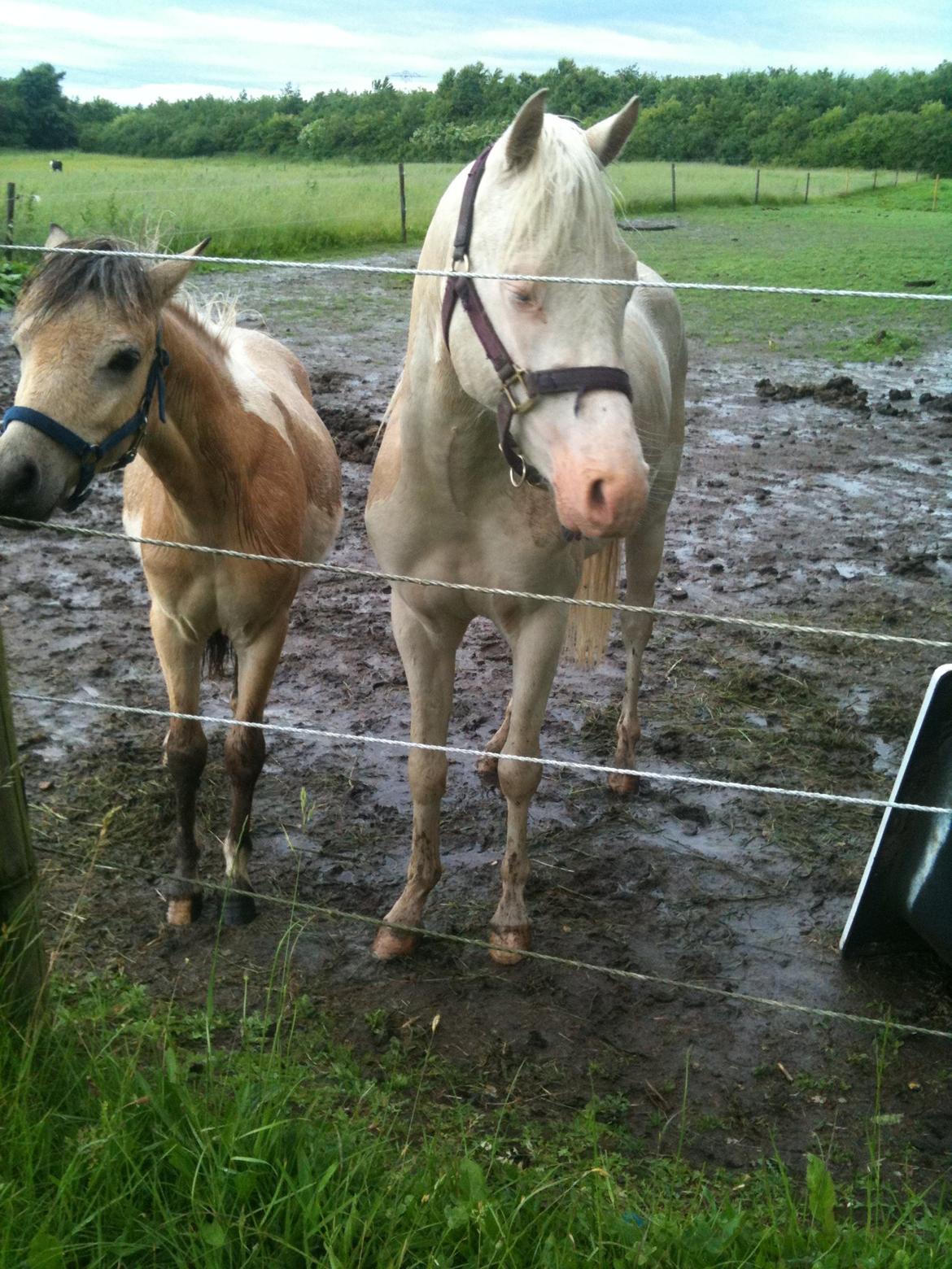 Welsh Pony (sec B) Aastrupgaards Aayan - Aayna og Caspian<3 billede 8