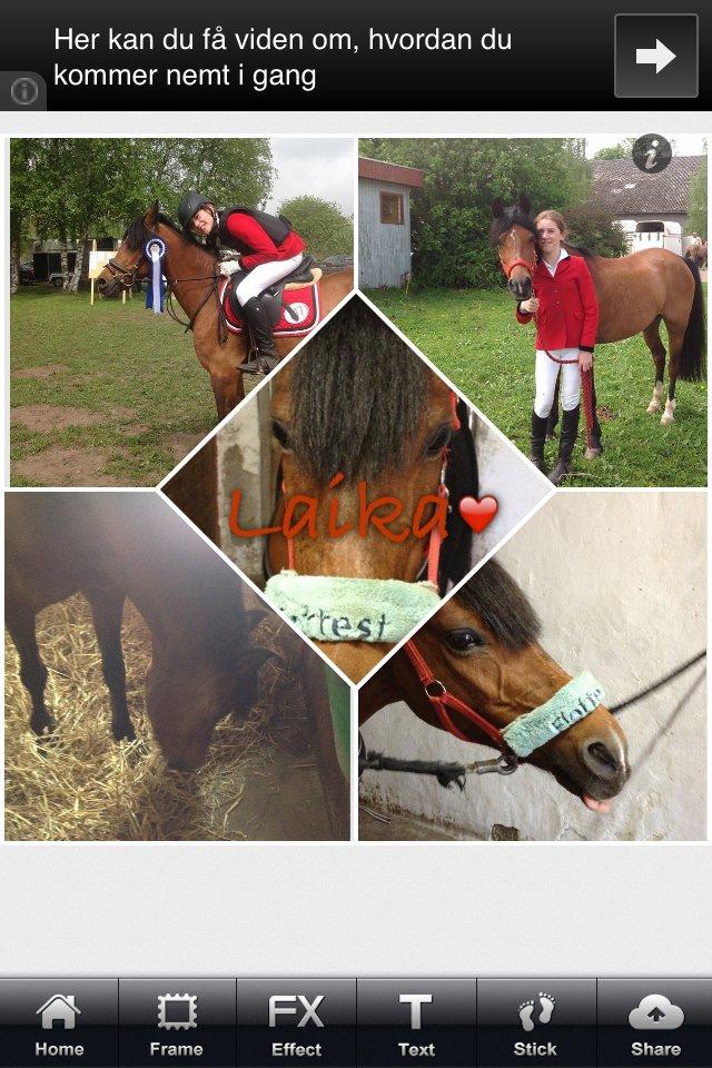 Anden særlig race Tøsen billede 18