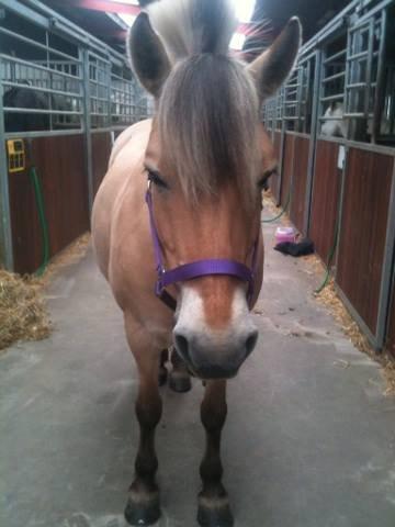 Fjordhest Josefine billede 6