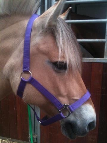 Fjordhest Josefine billede 8