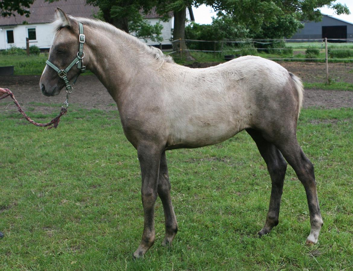 DSP Lykkebo Darleen billede 20