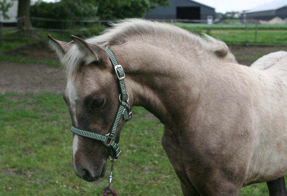 DSP Lykkebo Darleen billede 21