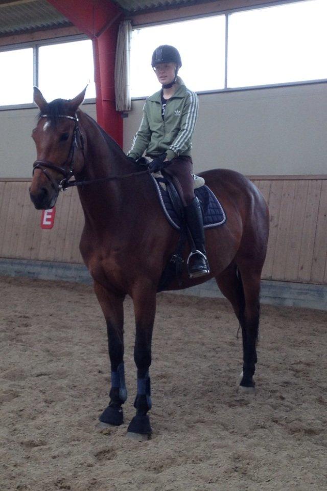 Dansk Varmblod Pauline Byhøj billede 33