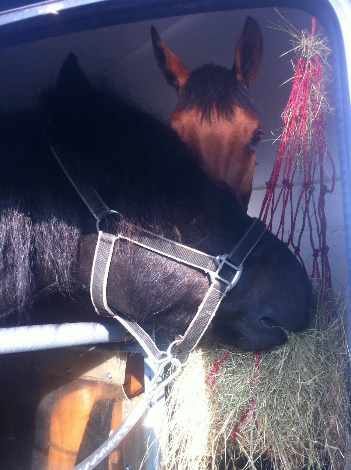 Anden særlig race Madeira - I traileren med Valle :) billede 2