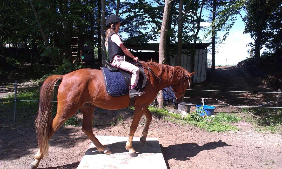 Anden særlig race Pepsi billede 12