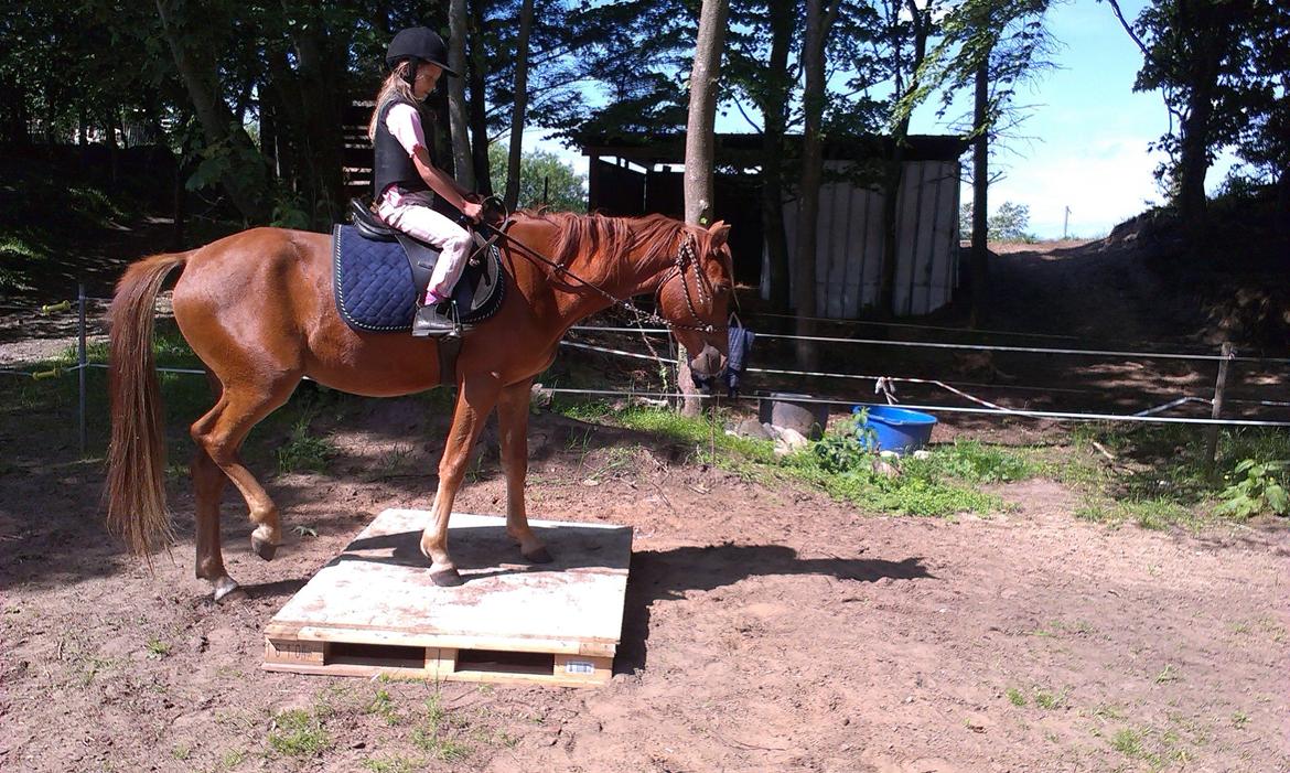 Anden særlig race Pepsi - Lærke(7år) Pepsi (3 år) begge dybt koncentreret :) billede 1
