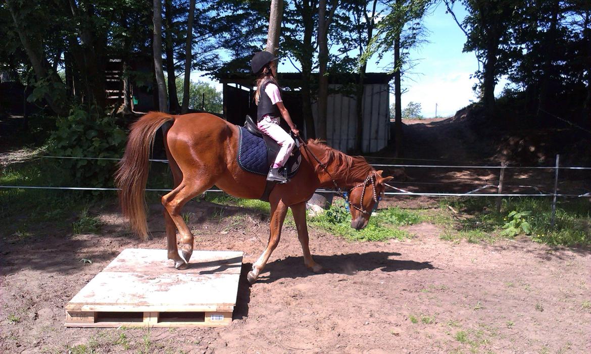 Anden særlig race Pepsi billede 13