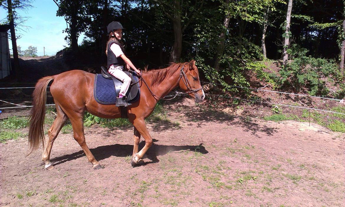 Anden særlig race Pepsi - Pepsi rides af Lærke (7år) i rebgrime. Seje ! billede 14