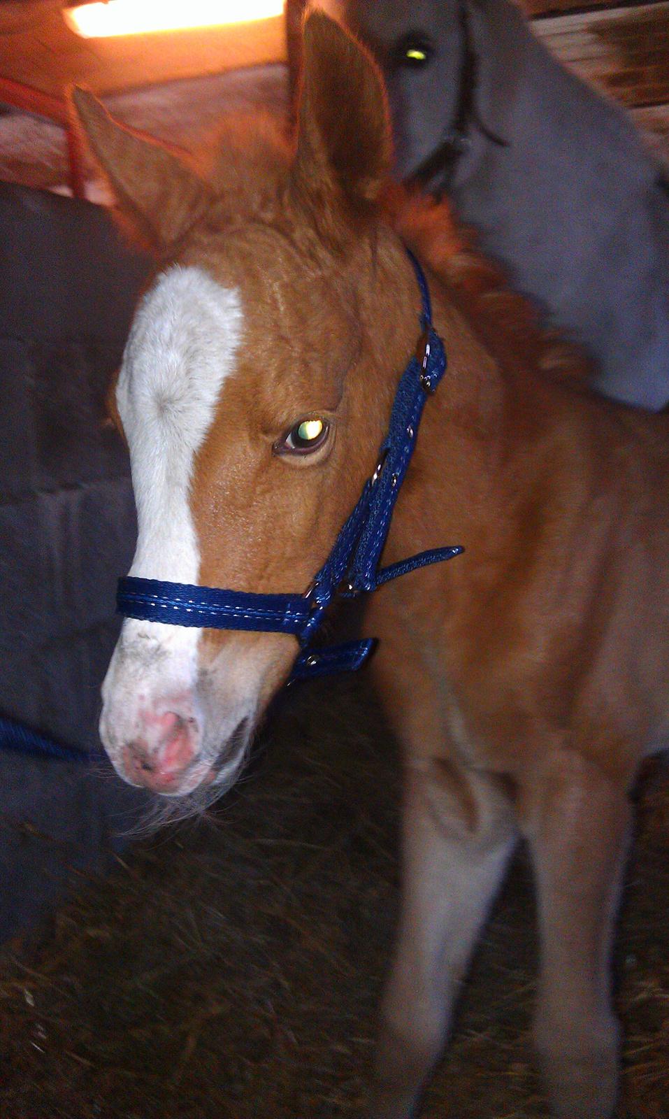 DSP Zippo on fire - Zippo on fire billede 3