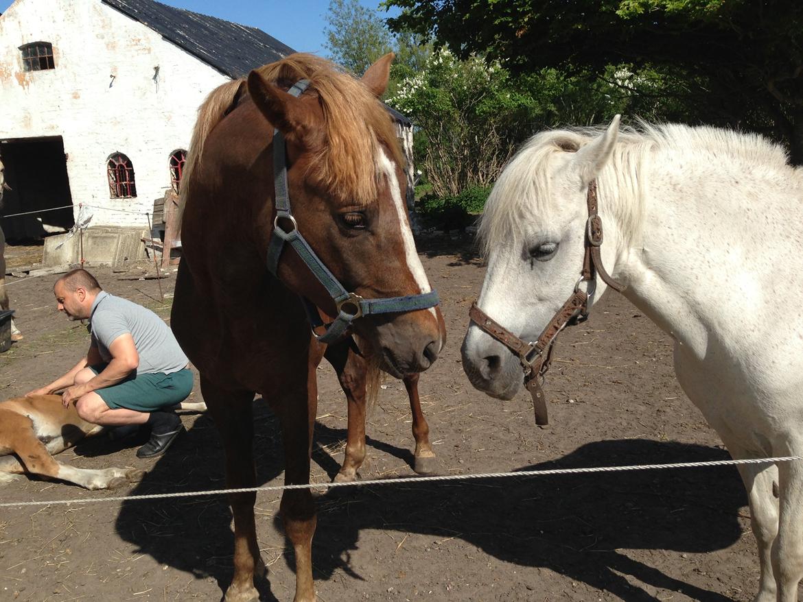 DSP Zippo on fire - Robina og Baloo, Zippo tager lige en lille lur  billede 5