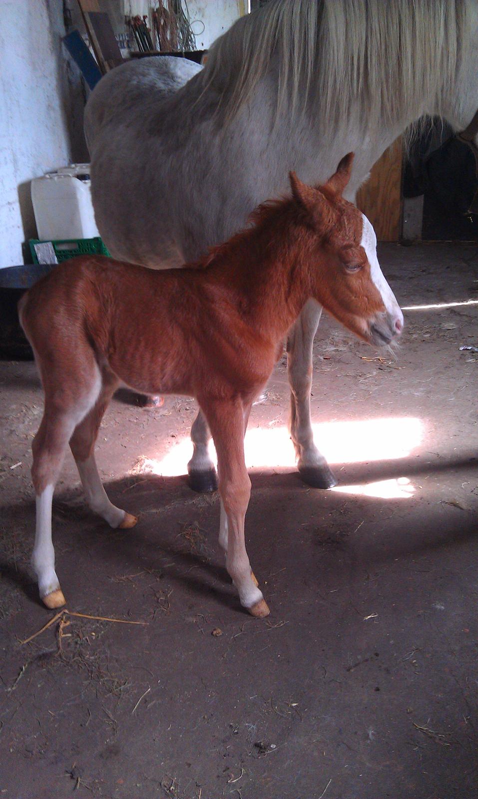 DSP Zippo on fire - Zippo billede 6