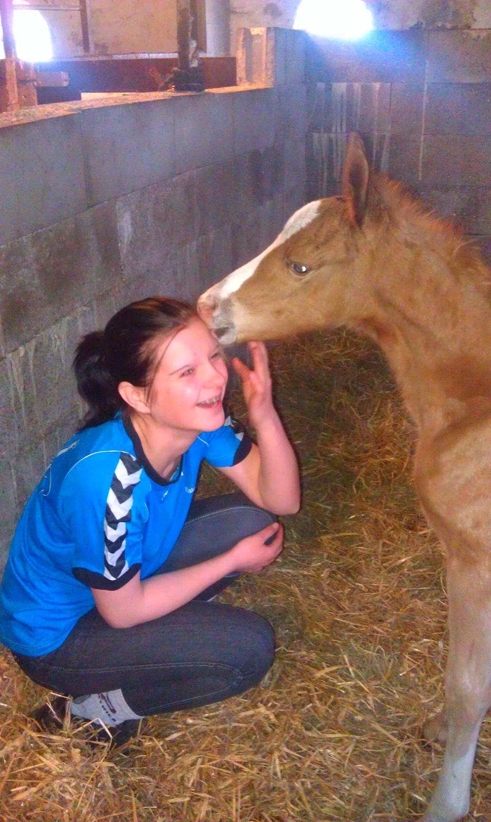 DSP Zippo on fire - tillid mellem pony og menneske billede 7