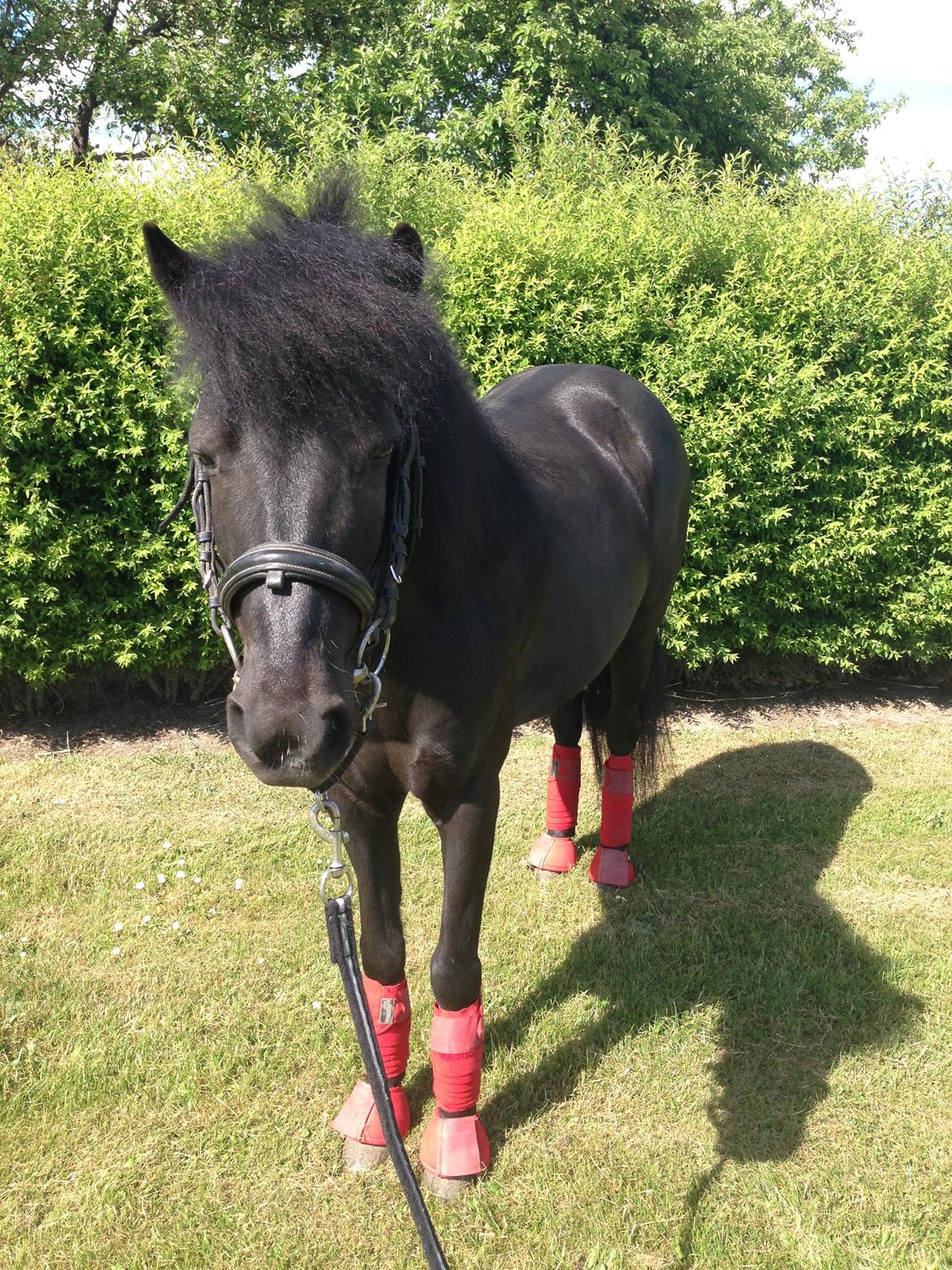 Anden særlig race Fie billede 7