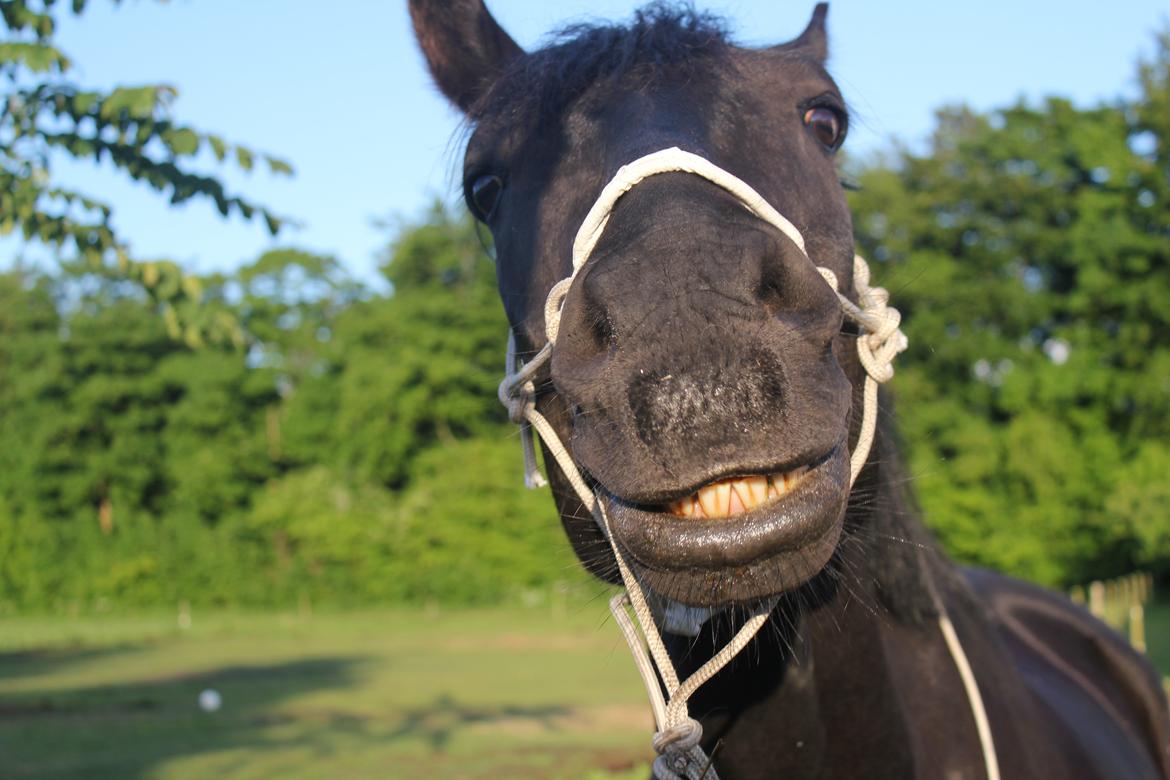 Anden særlig race MartiniQue, ^^min savnede hest - ahaha, jamen du e´r fiin :D billede 4