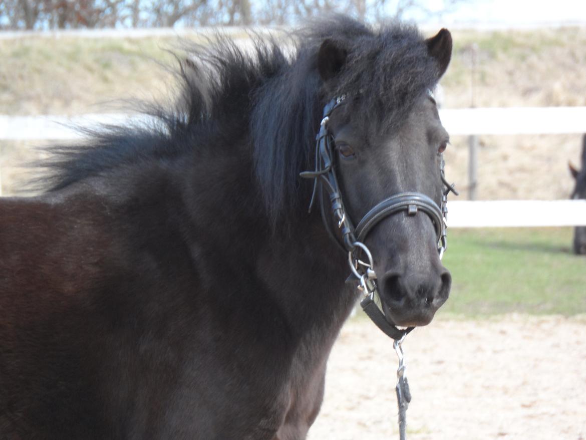 Anden særlig race Fie billede 5