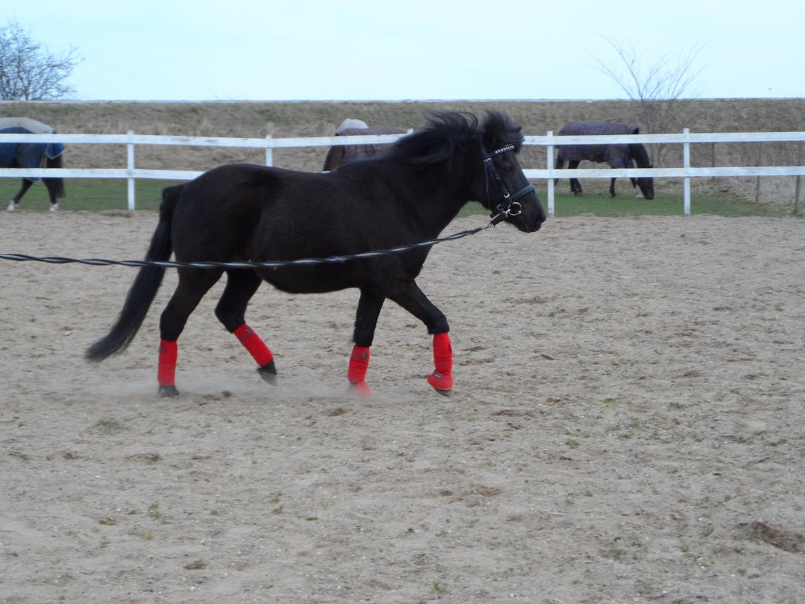 Anden særlig race Fie billede 8