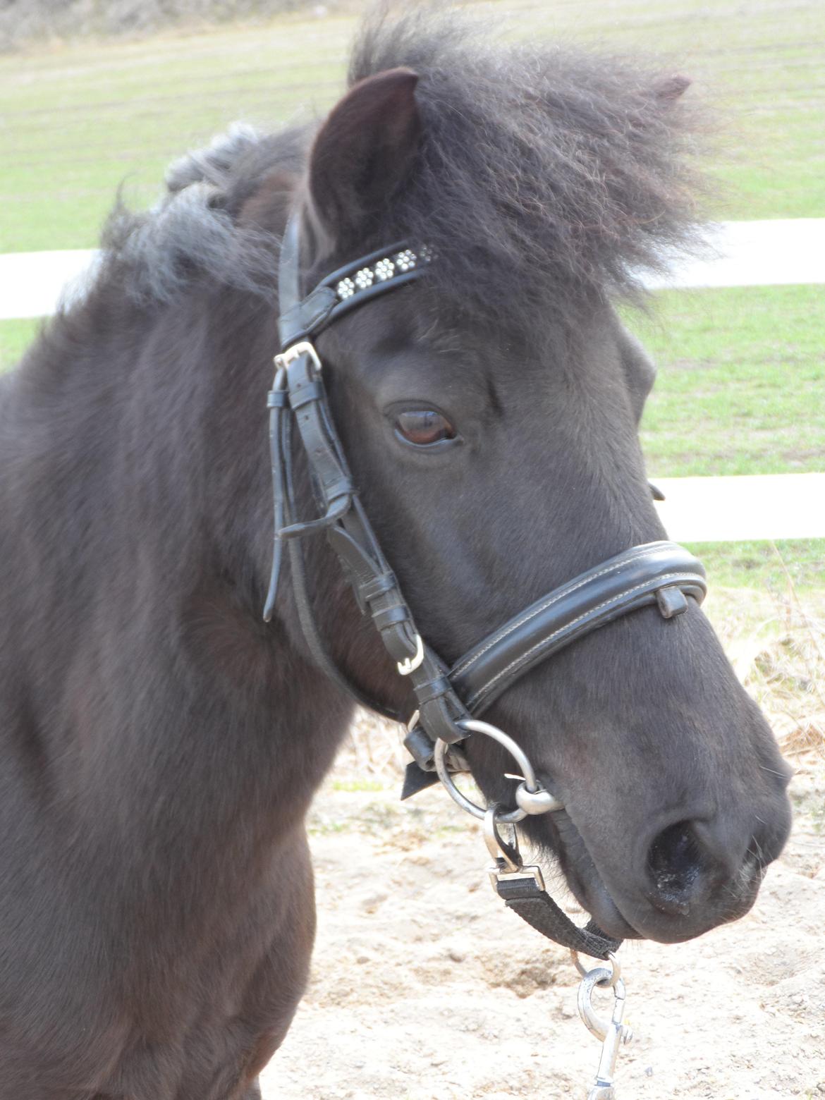 Anden særlig race Fie billede 3