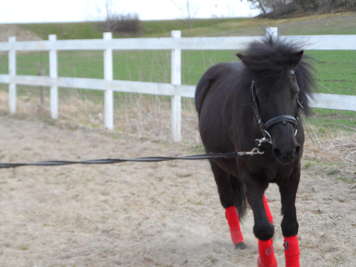 Anden særlig race Fie billede 2