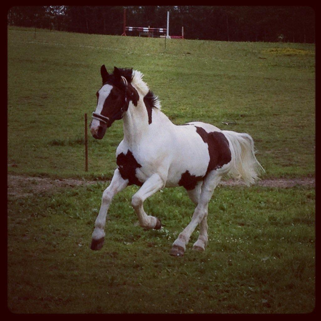 Irsk Sportspony Coney Patch - Coney på fold i fuld galop <3 billede 4