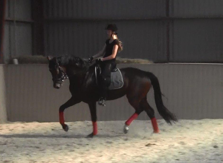 Dansk Varmblod Gørklintgårds Gaia billede 18