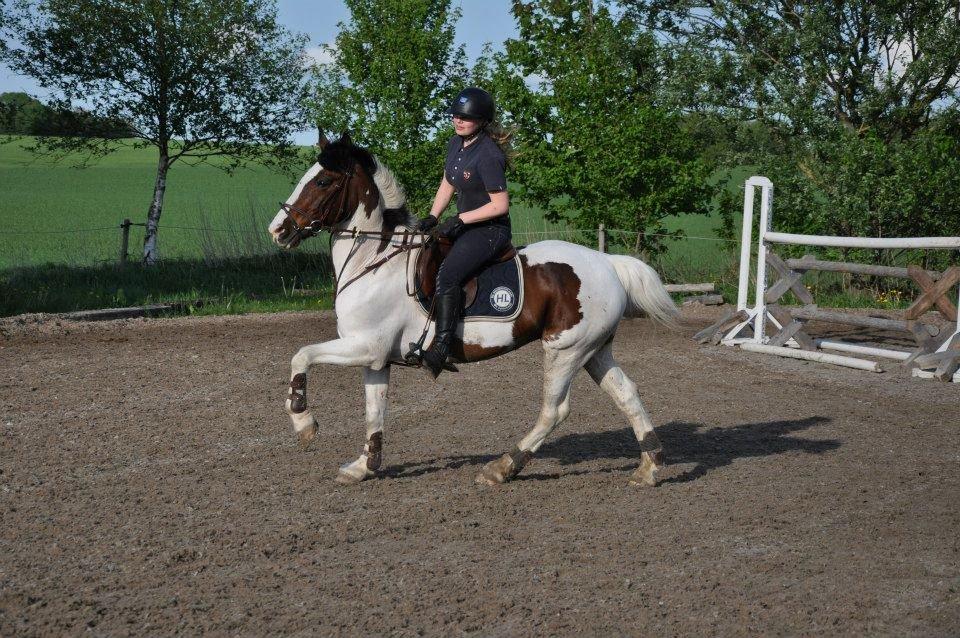 Irsk Sportspony Coney Patch - Dressur på Coney på min fødselsdag:) billede 12