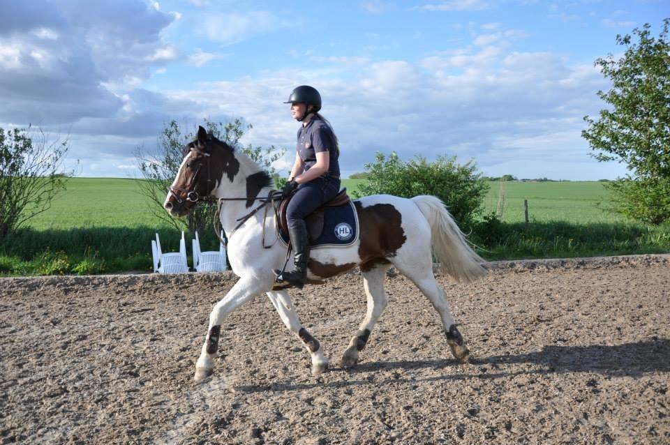 Irsk Sportspony Coney Patch - Dressur på Coney på min fødselsdag:) billede 13