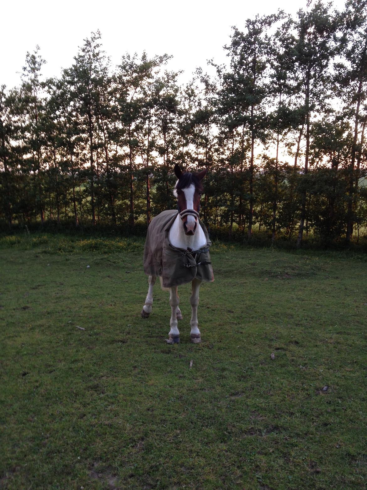 Irsk Sportspony Coney Patch - Coney på fold <3 billede 16