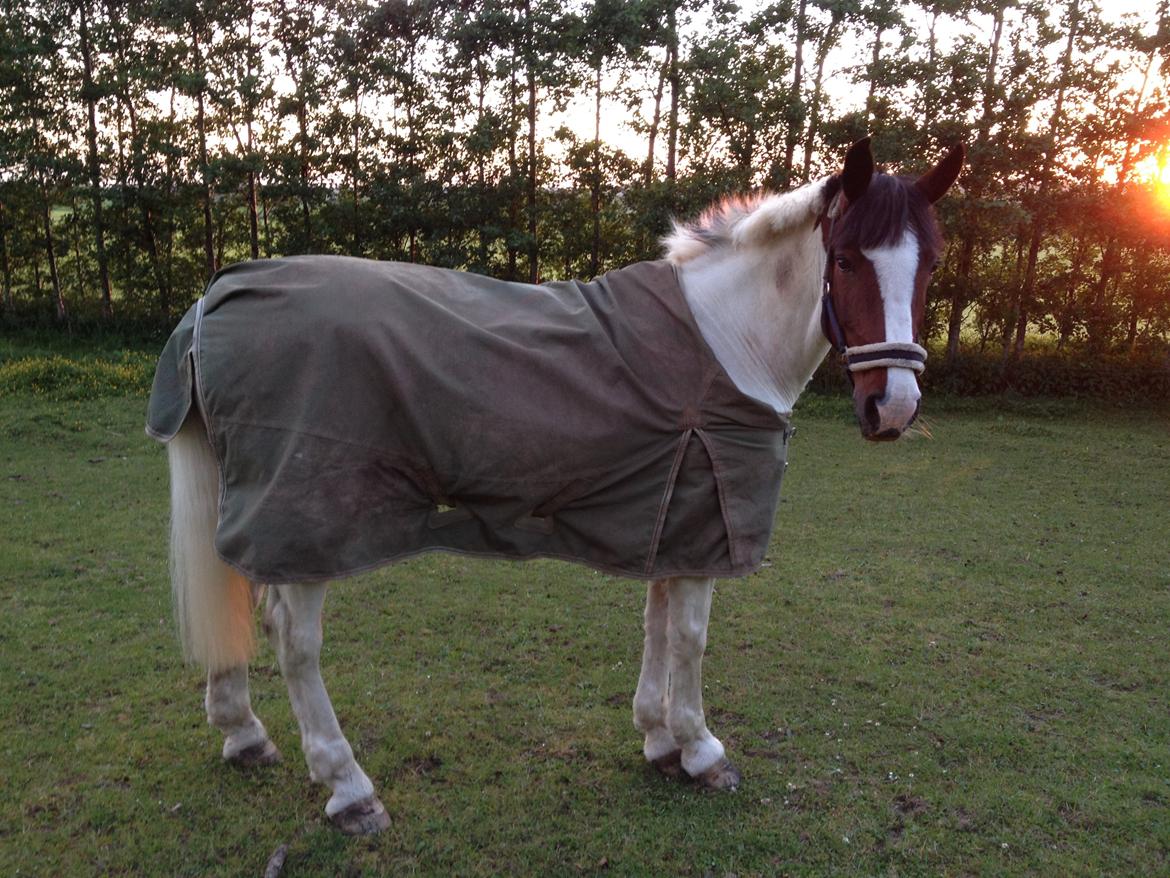 Irsk Sportspony Coney Patch - Coney på fold <3 billede 17