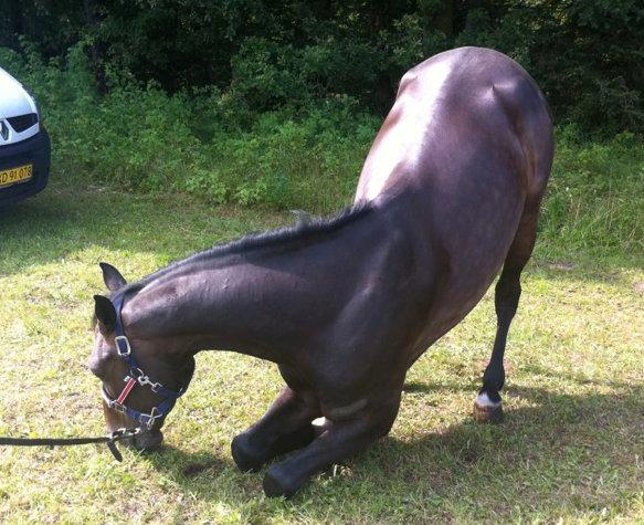Hollandsk Varmblod Cavour - Har den SJOVESTE hest!! Han fandt ud af at det er meeeeget lettere at spise græs til stævner sådan der... (han stod sådan i 5 min) -vi kunne ikke tage ham seriøs!<3 Han er så dejlig!! <3 <3 billede 14