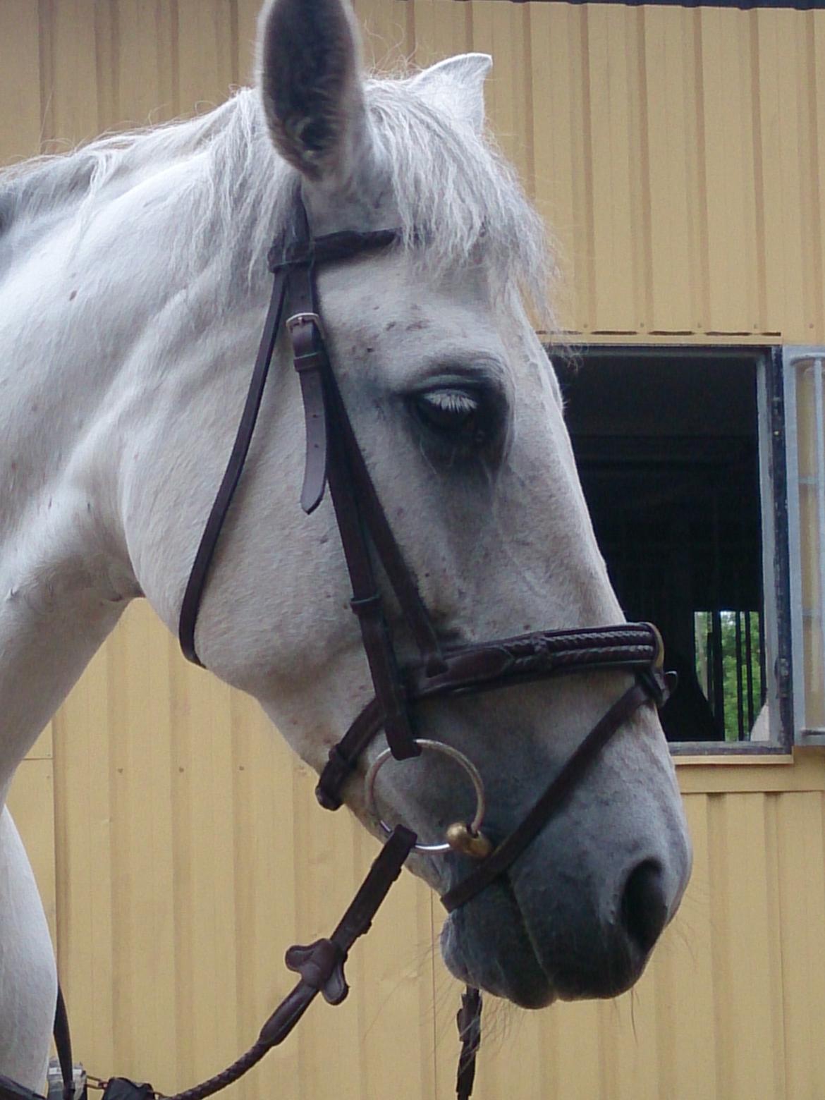 Anden særlig race Raya billede 2