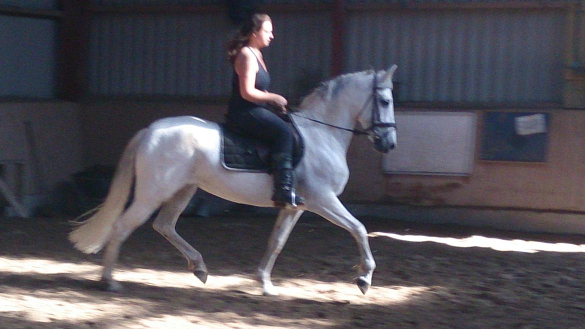 Anden særlig race Raya billede 3