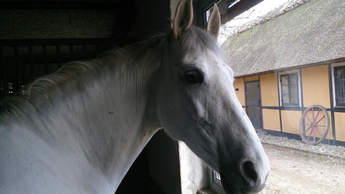 Anden særlig race Raya billede 5