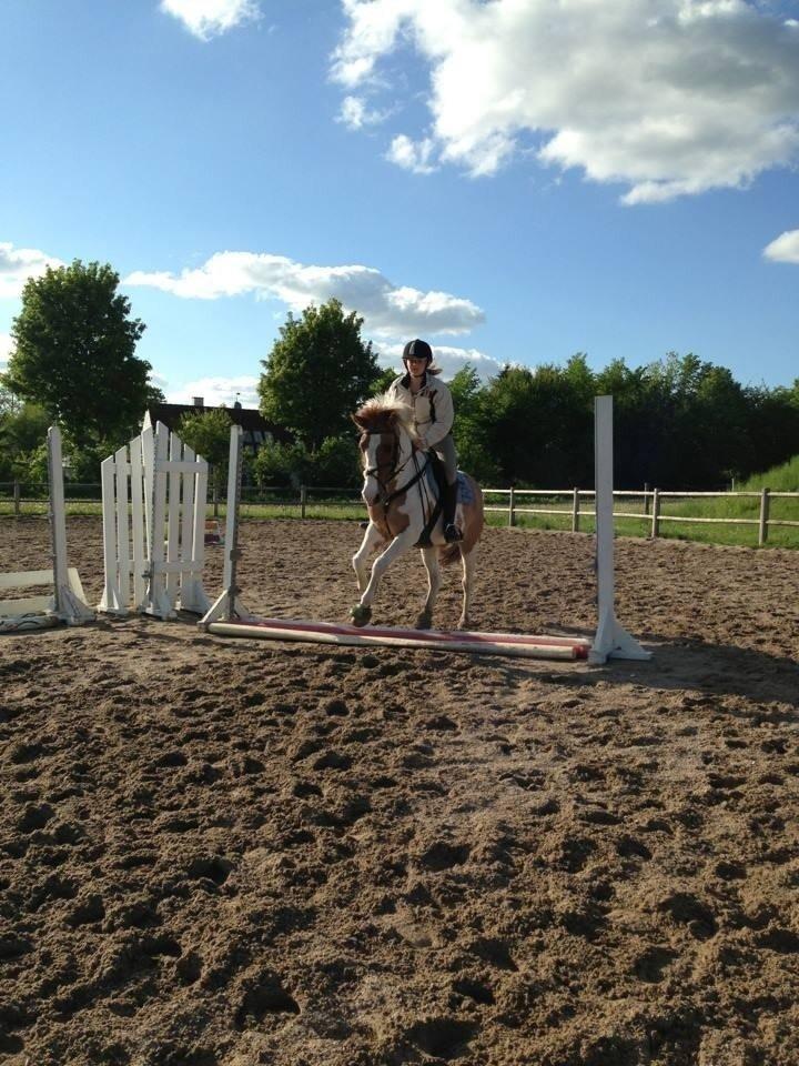 Hollandsk Sportspony Pablo P. billede 13