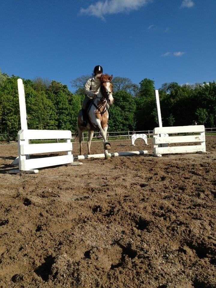 Hollandsk Sportspony Pablo P. billede 1