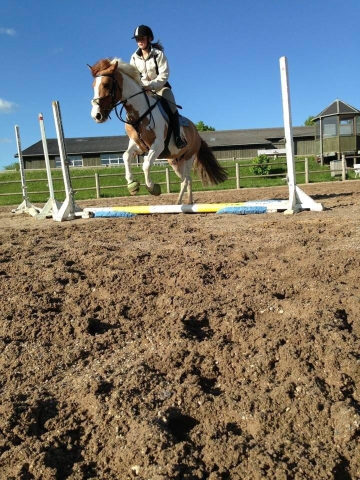 Hollandsk Sportspony Pablo P. billede 3