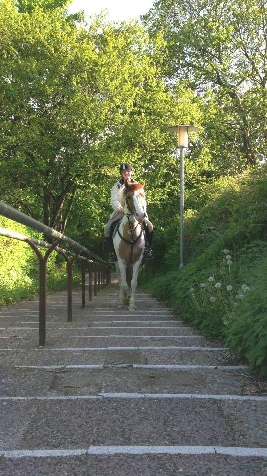 Hollandsk Sportspony Pablo P. billede 6