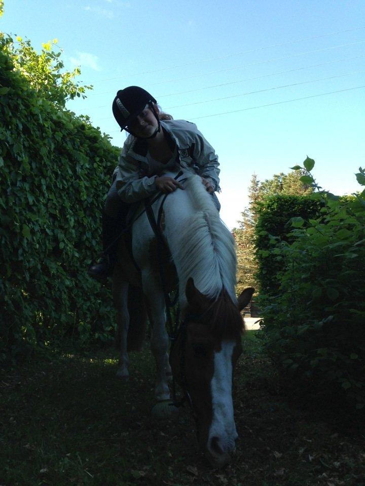 Hollandsk Sportspony Pablo P. billede 7