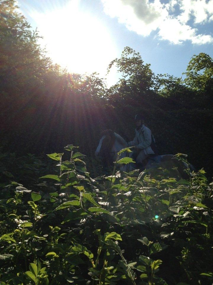 Hollandsk Sportspony Pablo P. billede 9