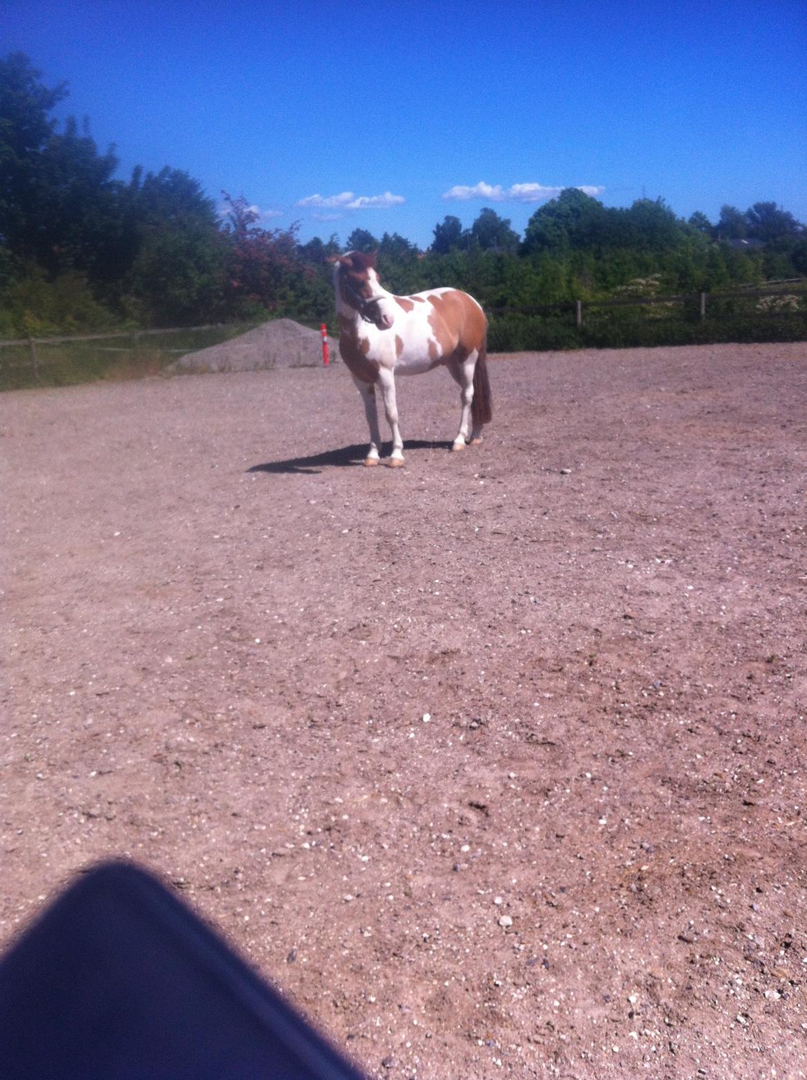 Hollandsk Sportspony Pablo P. billede 10