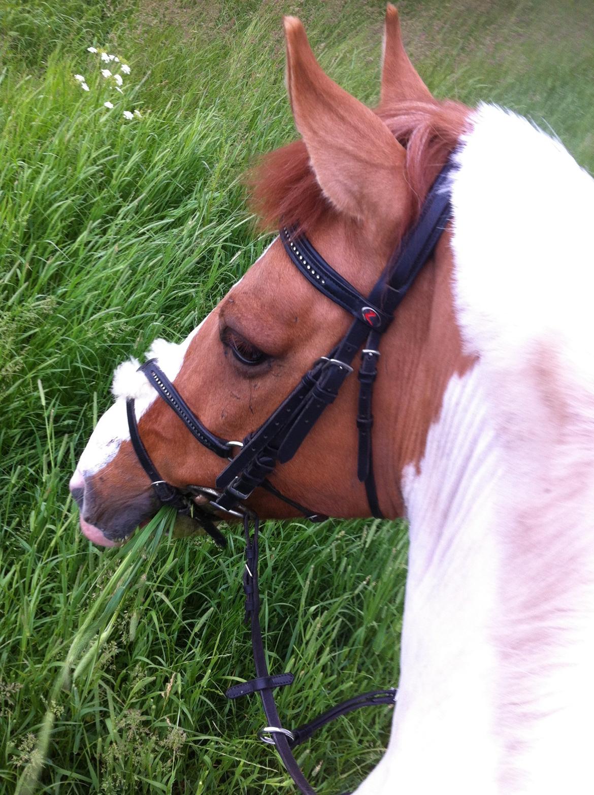 Hollandsk Sportspony Pablo P. billede 11