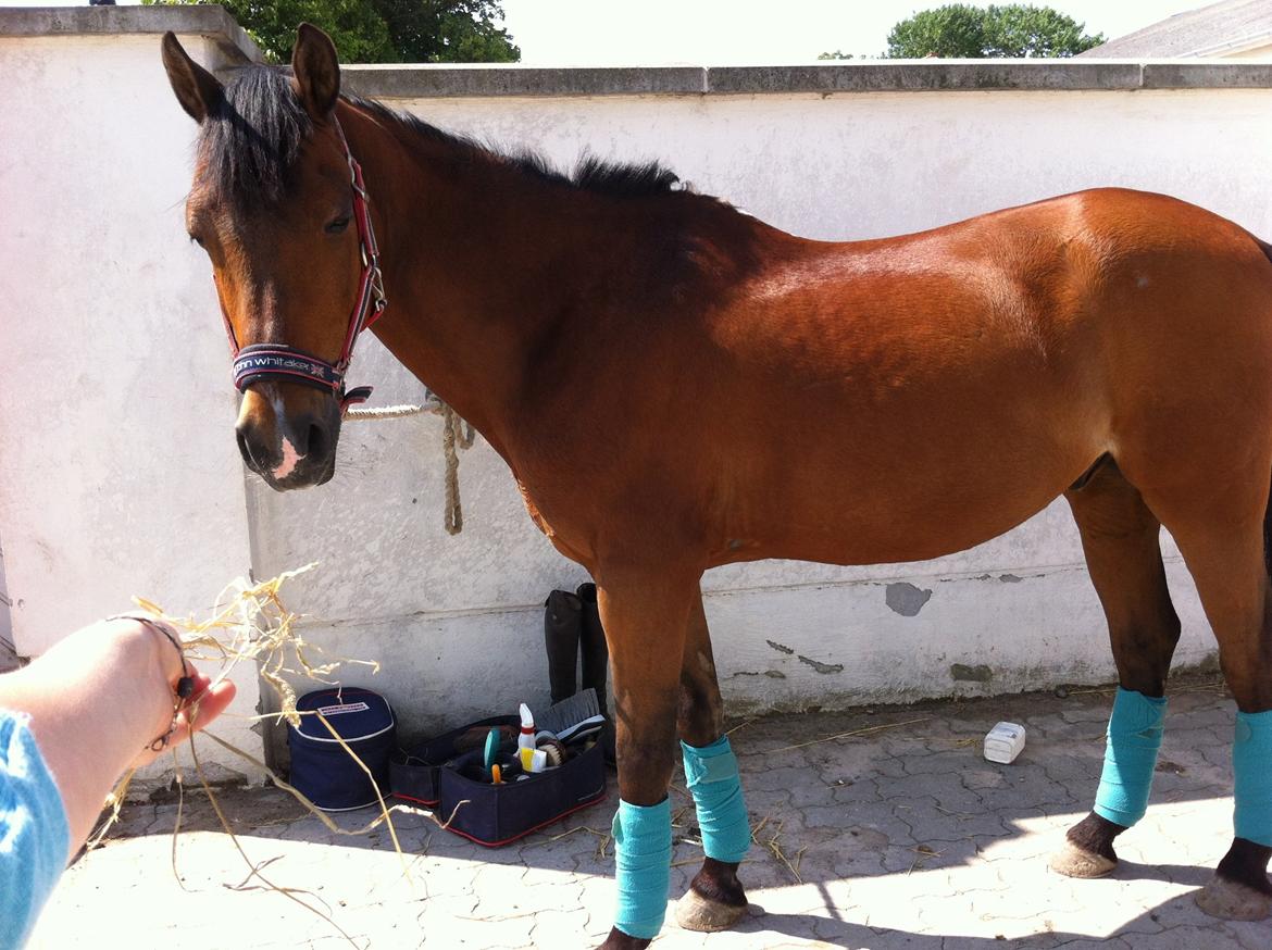 Welsh Pony (sec B) Victoria Madly <3 (A pony) billede 33