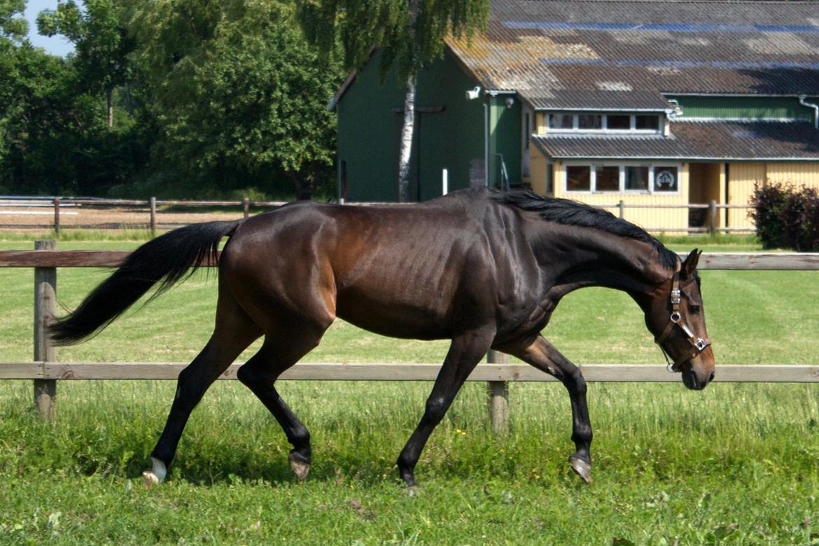 Dansk Varmblod SB *Pops* R.I.P* billede 10