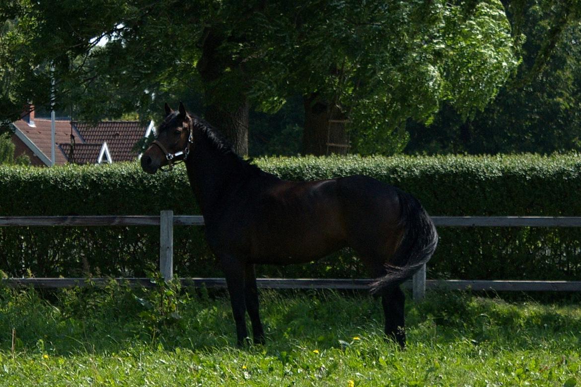 Dansk Varmblod SB *Pops* R.I.P* billede 11