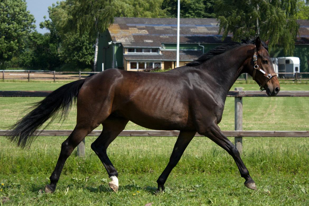 Dansk Varmblod SB *Pops* R.I.P* billede 12