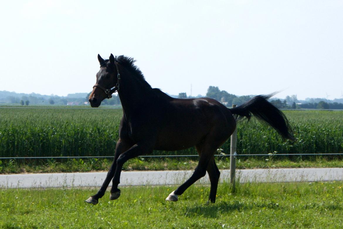 Dansk Varmblod SB *Pops* R.I.P* billede 13