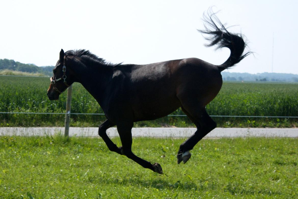 Dansk Varmblod SB *Pops* R.I.P* billede 14