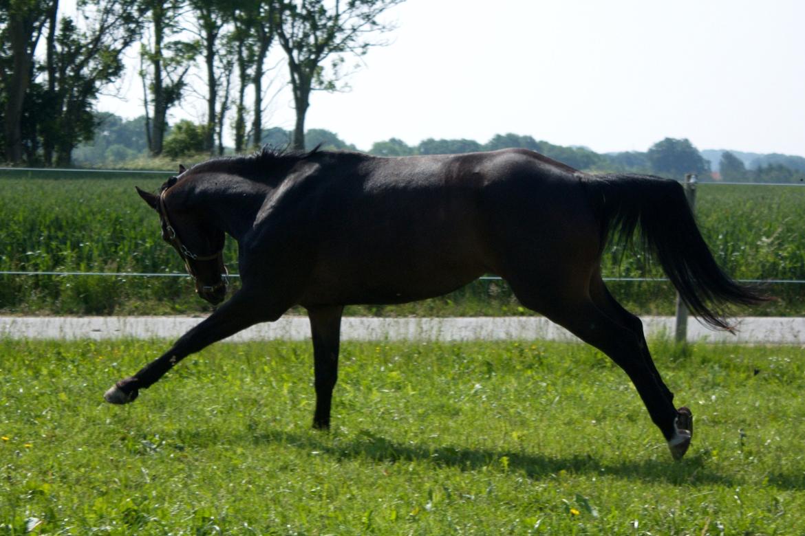 Dansk Varmblod SB *Pops* R.I.P* billede 15