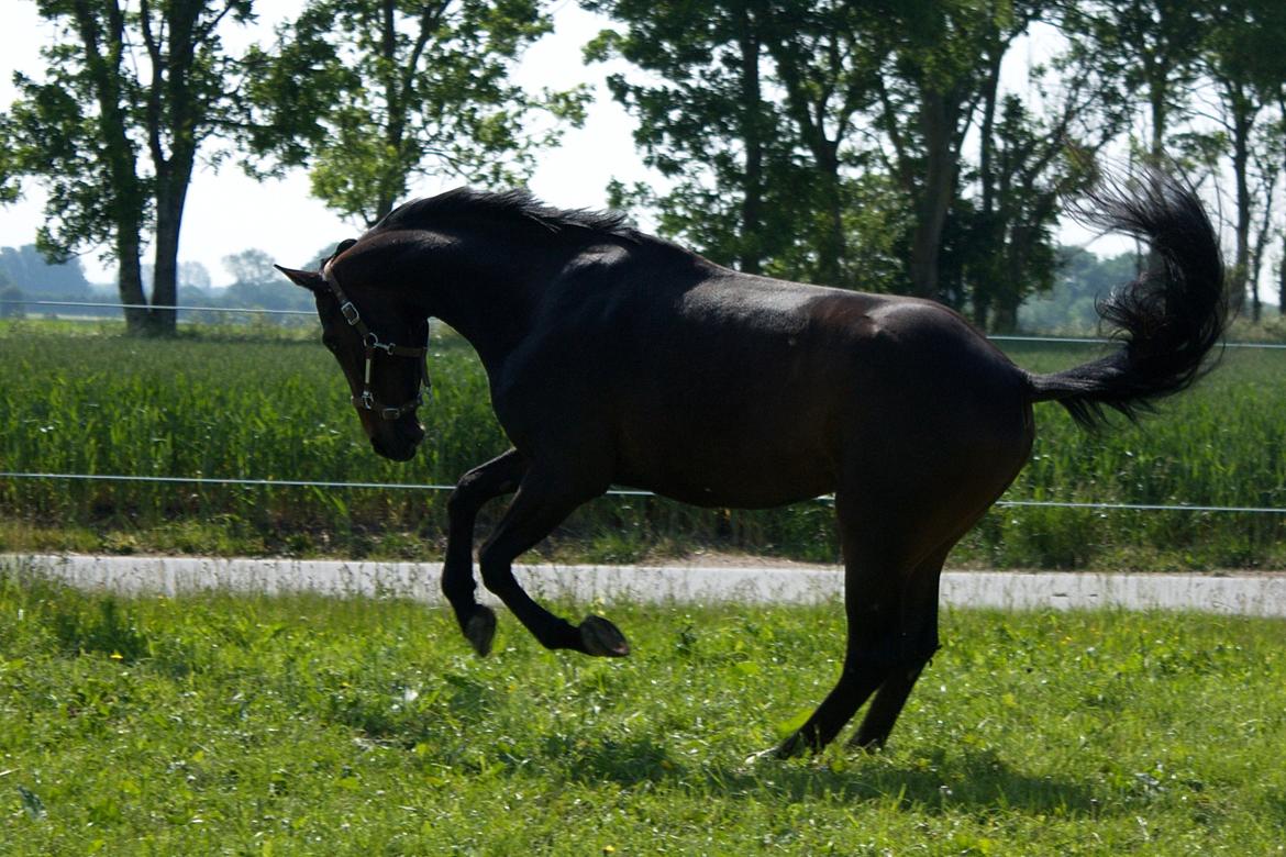 Dansk Varmblod SB *Pops* R.I.P* billede 16