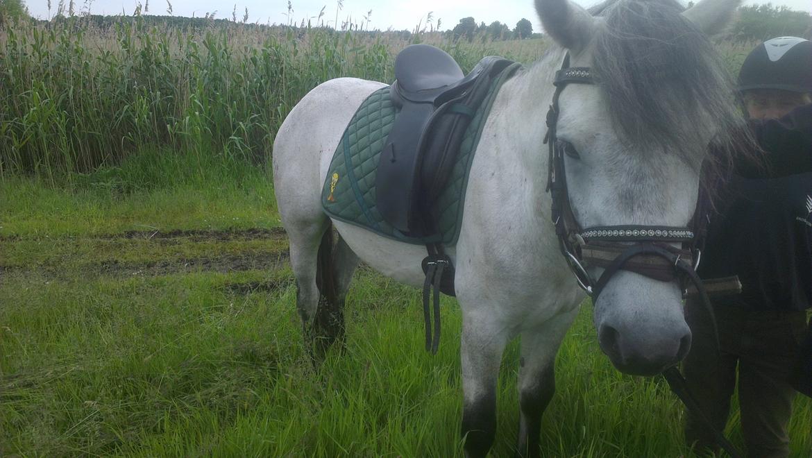 Connemara <3Asasara Hugin<3 billede 14