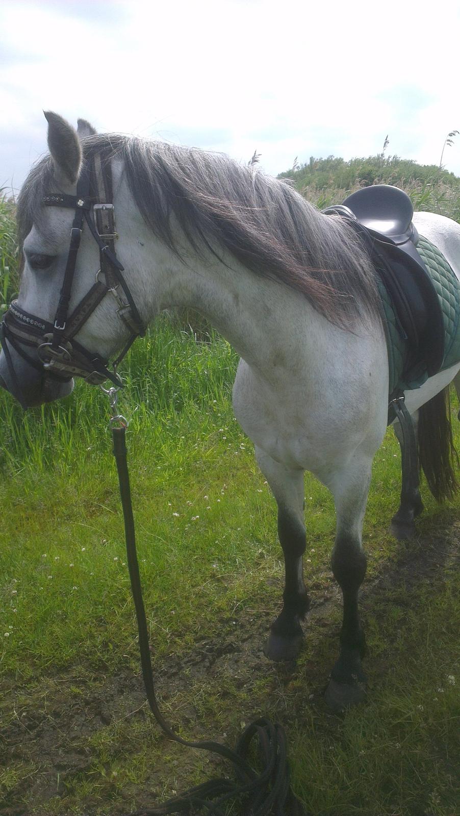 Connemara <3Asasara Hugin<3 billede 15